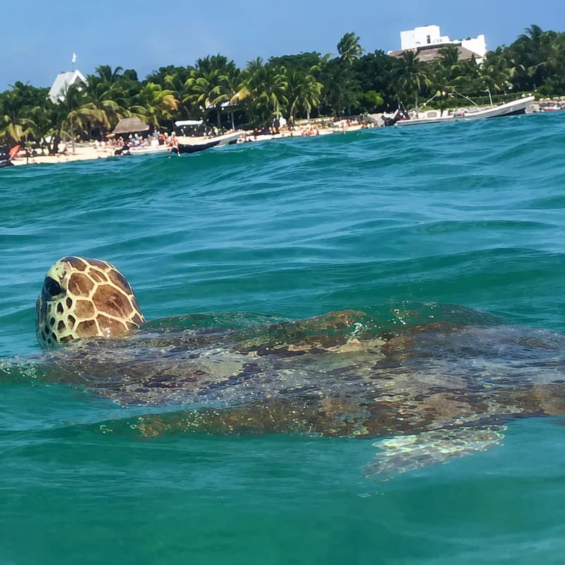 Cozumel